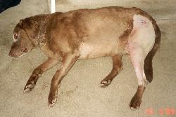 Sugery Dog